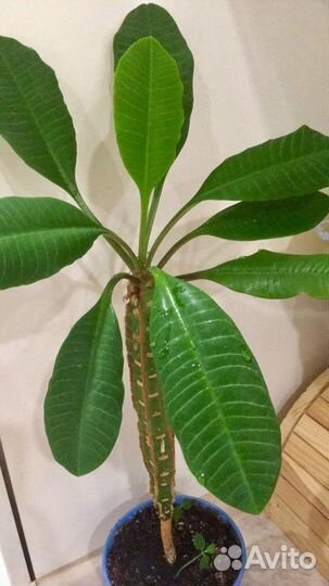 Молочай беложильчатый