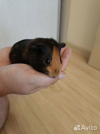 Морская свинка