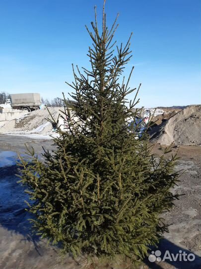 Сосна Ель живая ноовогодняя Елки