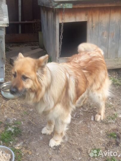 Отдам даром бесплатно собаку