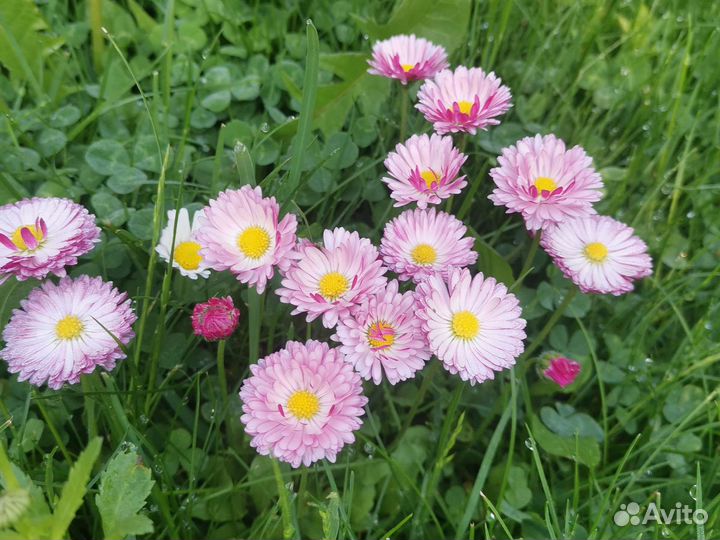 Маргаритки