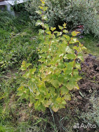 Пузыреплодник желтый