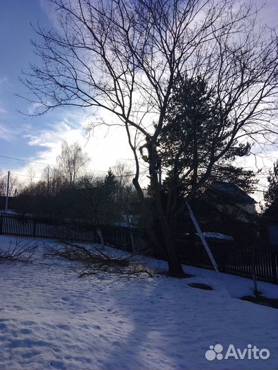 Cпил деревьев