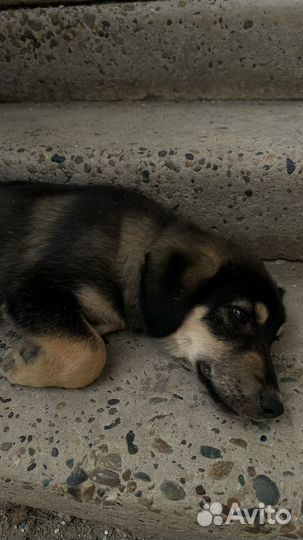 Милый игривый пес