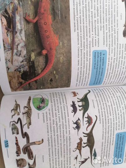 Живая природа для детей