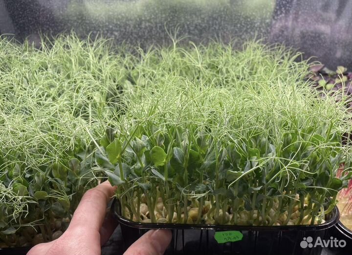 Микрозелень