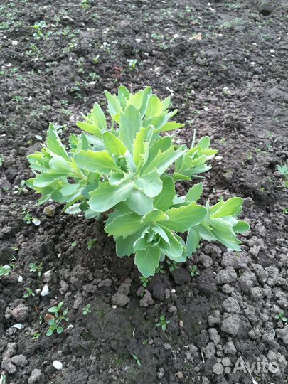 Комнатные растения цветы с доставкой