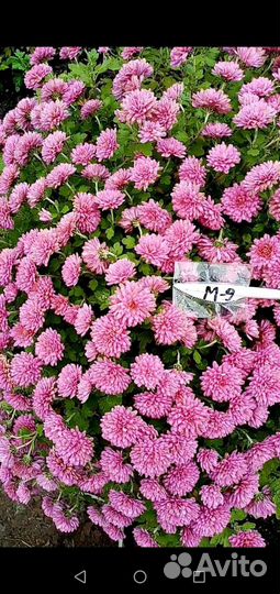 Укорененые черенки