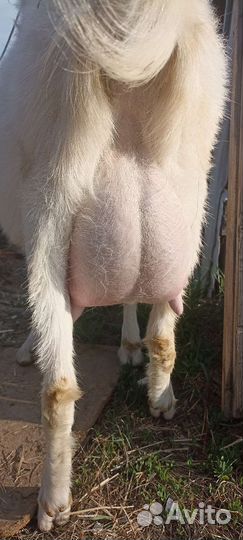 Козлята 3мес