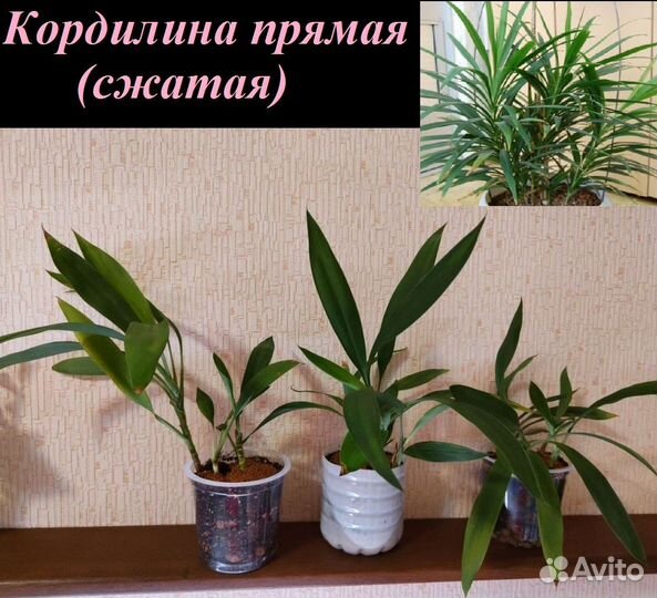 Комнатные растения