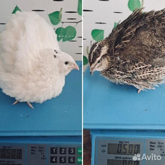 И. Я. Танюшкин бройлерный Фараон и Дмитриевские