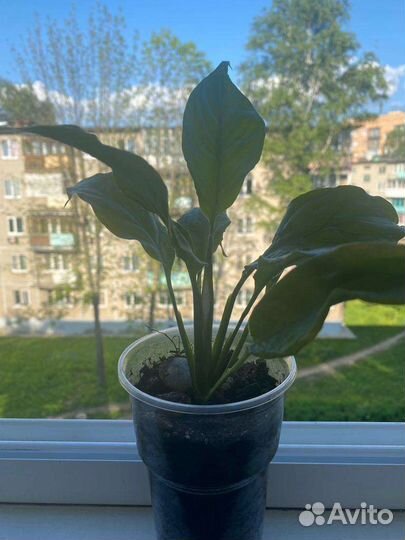 Спатифиллум, комнатное растение