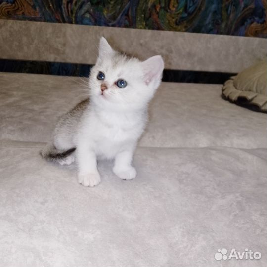 Шотландская