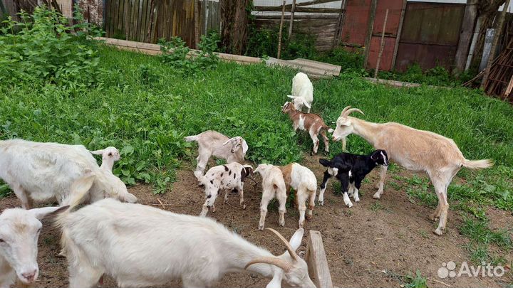 Нубийская порода, козёл на племя, козы, козлята