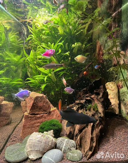 Лабео биколор и серебро. Тереции глофиш glofish