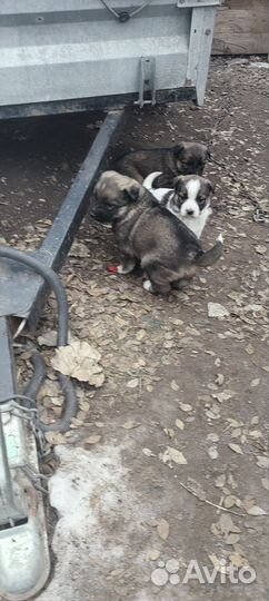 Щенки в Добрые руки