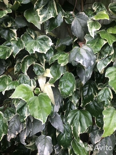 Плющ пестролистный