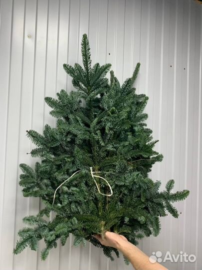 Нобилис ветки оптом