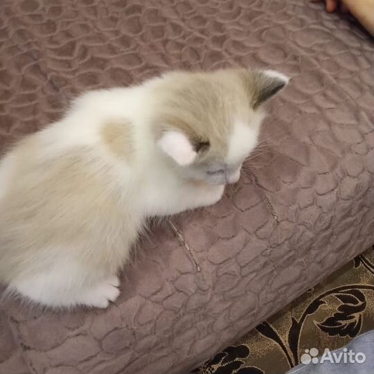 Котята мальчик и девочка