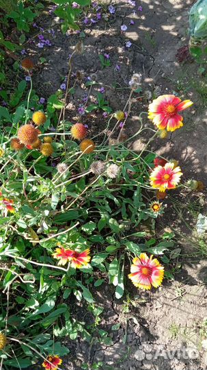 Рудбекия, гайлардия, тархун(эстрагон)