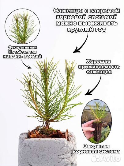 Сосна горная мугус