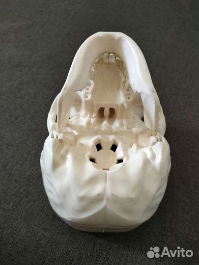 Череп пластмассовый