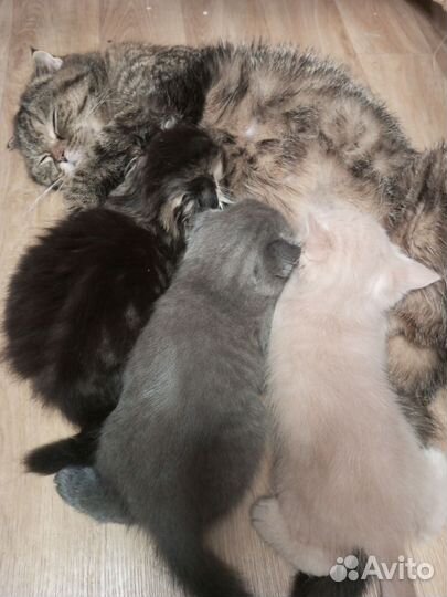 Шотландские котята