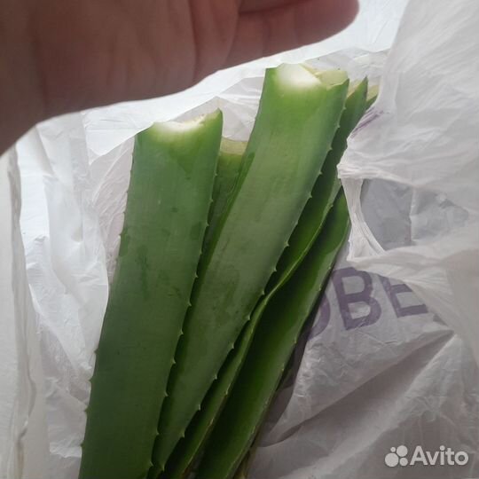 Укорененный отводок алоэ вера