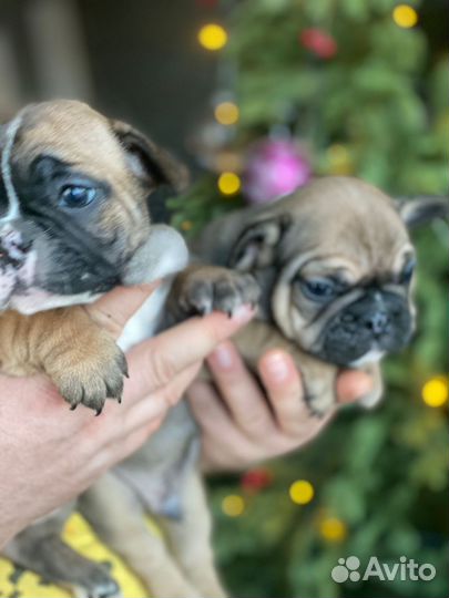 Французский бульдог щенки