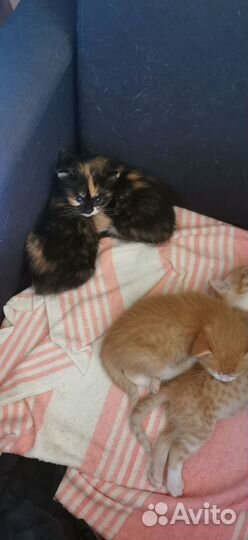 Котята малыши