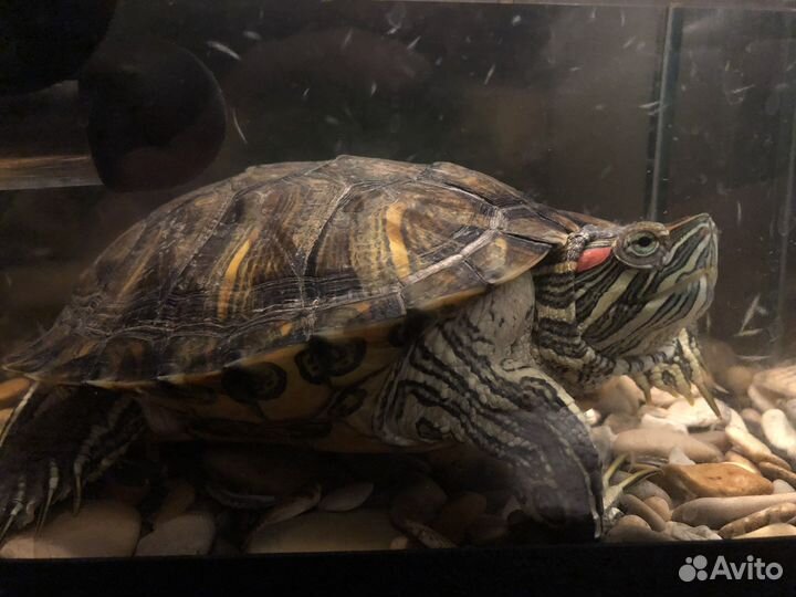 Черепашка красноухая