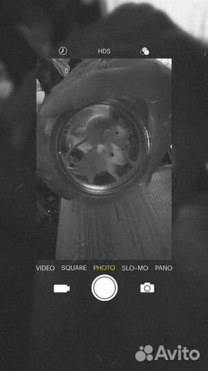 Продам крысок