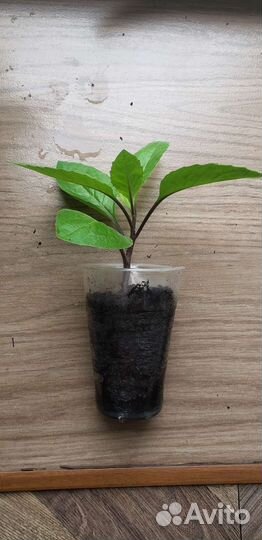 Джинура Прокуменс Bai Bing Cao Лечебное растение