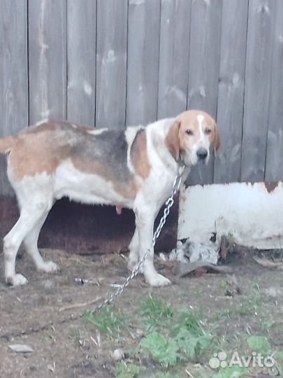 Отдам охотничью собаку