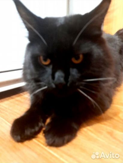 Мейн-кун вязка