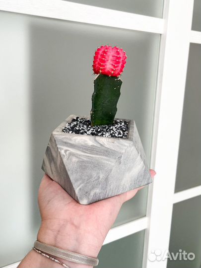 Кактус гимнокалициум