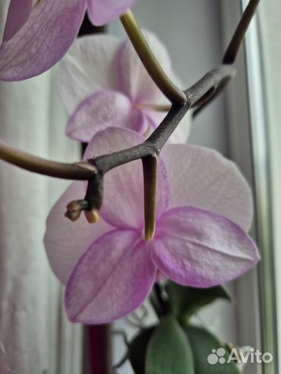 Домашнее растение