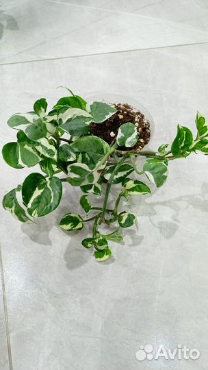 Scindapsus N’Joy (Стендапсус N’Joy)