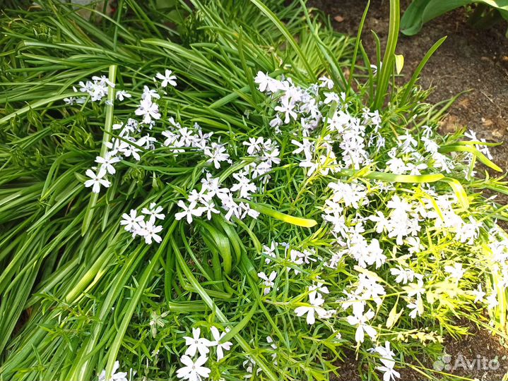 Птицемлечник