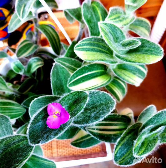 Традесканция силламонтана, эписция, эпипремнум,др