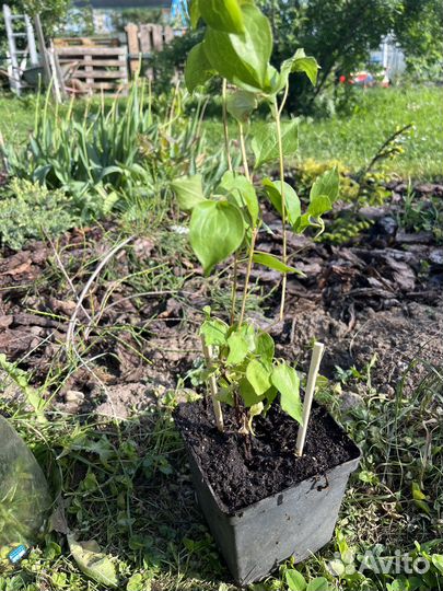 Клематис Тайга и Денсинг Дорин Зодадо