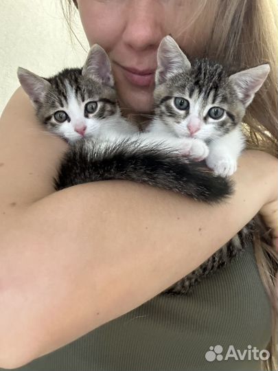 Добрые близняшки котята ищут семью