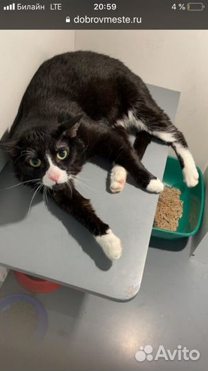 Спасенный Тоша хочет стать домашним