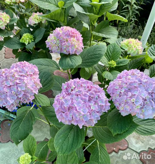 Саженцы садовых цветов