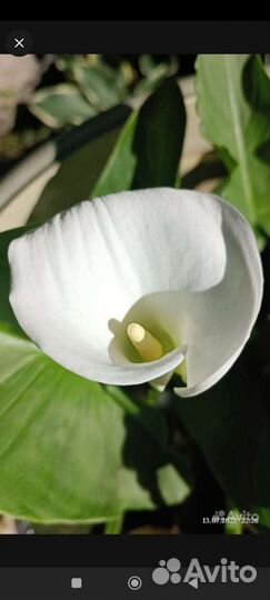 Калла водная