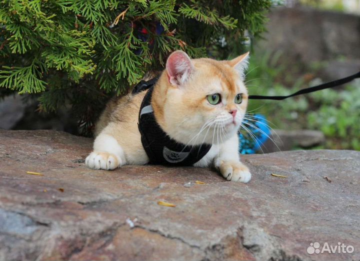 Вязка. Британская шиншилла ny12 кот