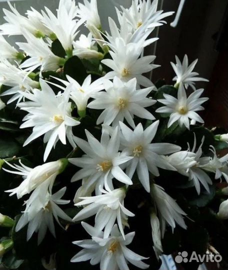 Декабрист шлюмбергера разных цветов