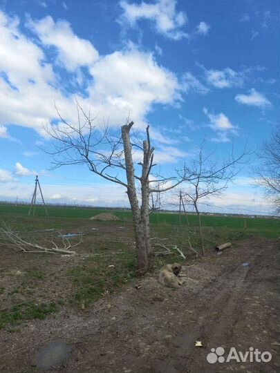 Спил-деревьев