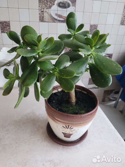 Денежное дерево