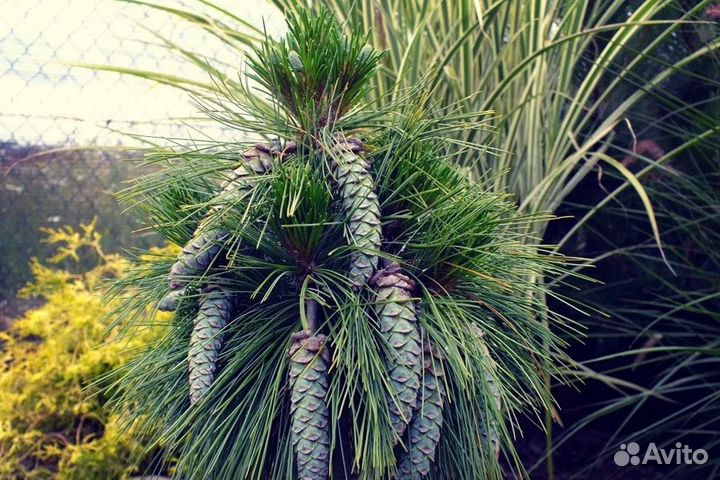 Сосна шверина Витхорст